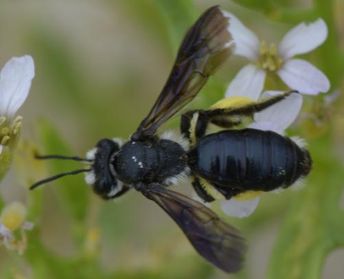 Andrena agilissima